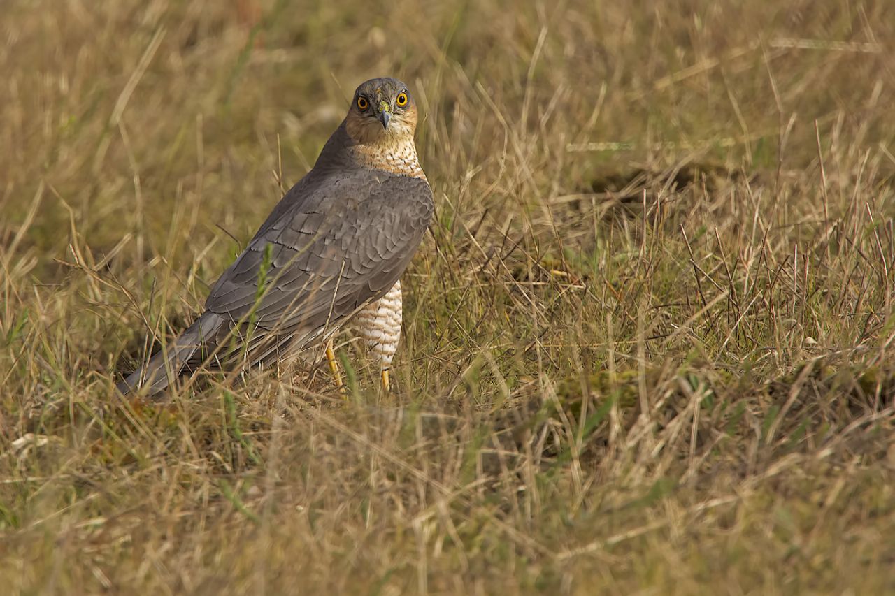 Sparviere (Accipiter nisus)